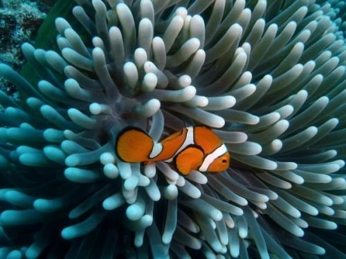 Great Barrier Reef