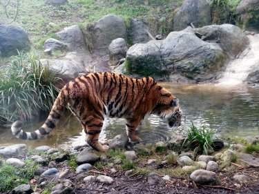 Tiger drinking