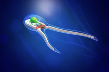 sperm-inspired biobot